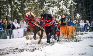 Zawody Furmanów 2026 fot. M. Kuźma