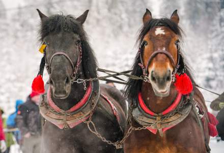 Zawody Furmanów 2026 fot. M. Kuźma