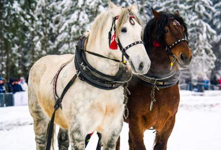 Zawody Furmanów 2026 fot. M. Kuźma