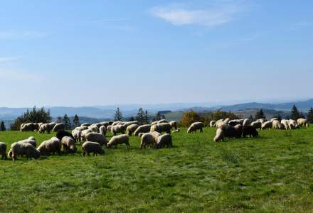 Owce na łące w tle góry