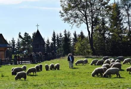 Owce i pasterze na łące przed kościołem