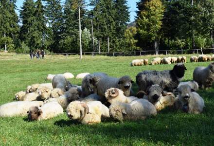 Owce na łące