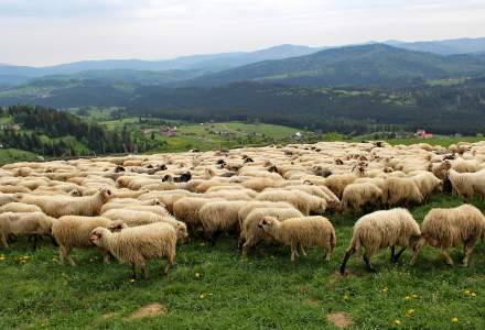 Miyszani Owiec w Koniakowie