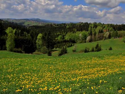 Wiosenny widok